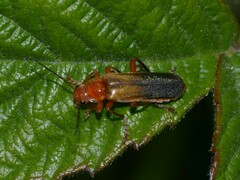Cantharis livida