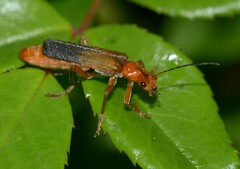 Cantharis livida