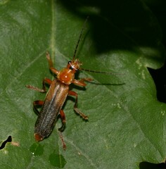 Cantharis livida