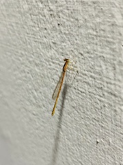 Agriocnemis pygmaea
