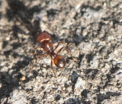 Pheidole fallax