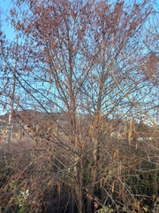 Alnus glutinosa barbata