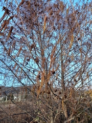 Alnus glutinosa barbata