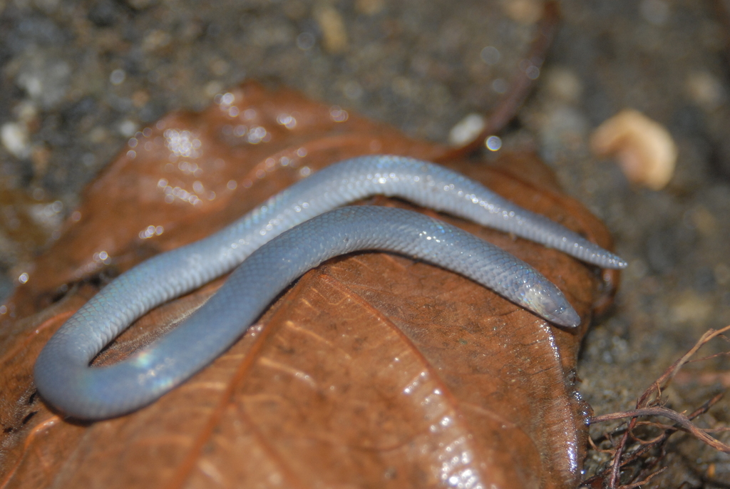 Pseudorabdion from Sebaste, Antique, Philippinen on March 09, 2011 at