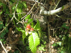 Dryocosmus kuriphilus