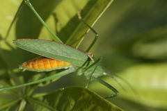 Scopiorinus fragilis