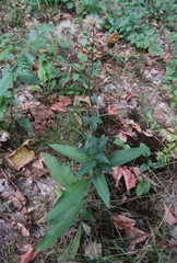 Hieracium virgultorum