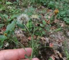 Hieracium virgultorum