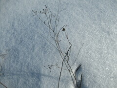Bupleurum scorzonerifolium