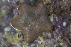 Asterina gibbosa