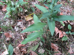 Hieracium virgultorum