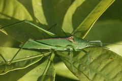 Scopiorinus fragilis