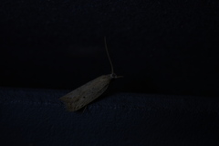 Scythropiodes