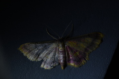 Idaea muricata