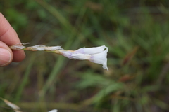 Dierama argyreum