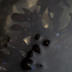 Chondrus crispus