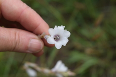Dierama argyreum