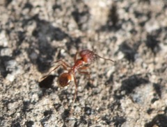 Pheidole fallax