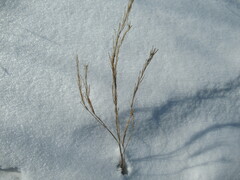 Erysimum hieraciifolium