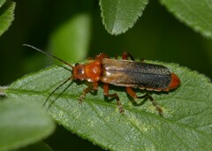 Cantharis livida