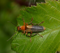 Cantharis livida