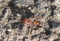 Pheidole fallax