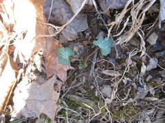 Ranunculus recurvatus