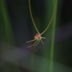 Utricularia capilliflora