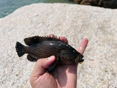 Cephalopholis formosa