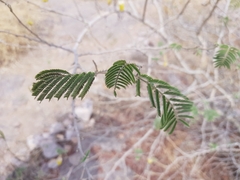 Dichrostachys cinerea