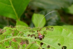 Adela australis