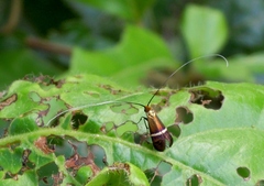 Adela australis