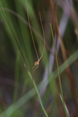 Utricularia capilliflora