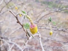 Dichrostachys cinerea