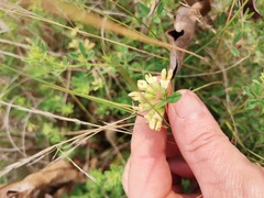Lotus discolor