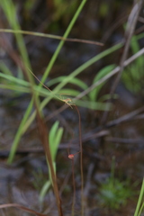 Utricularia capilliflora