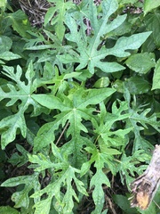 Cnidoscolus aconitifolius