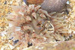 Urticina felina