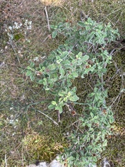 Cistus creticus