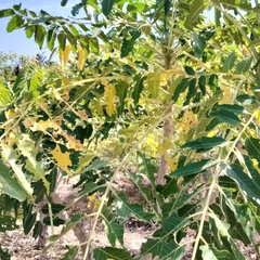 Ailanthus excelsa