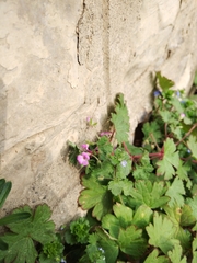 Geranium rotundifolium