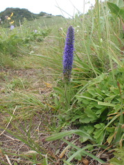 Veronica porphyriana