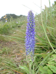 Veronica porphyriana