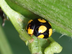 Brachiacantha