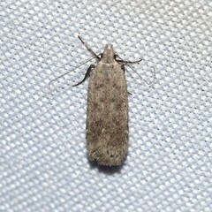 Anacampsis comparanda