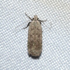Anacampsis comparanda