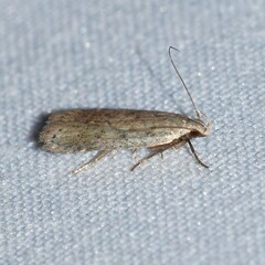 Anacampsis comparanda