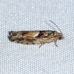 Pseudexentera hodsoni