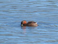 Tachybaptus ruficollis capensis