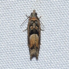 Pseudexentera hodsoni